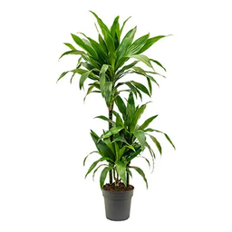 Dracaena Janet Craig