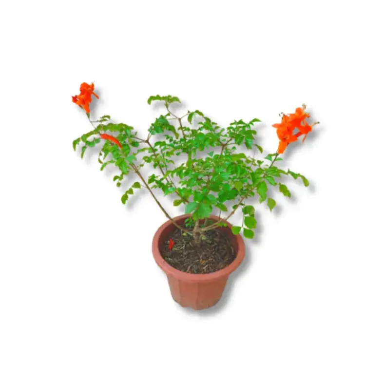 Tecoma Capensis_0