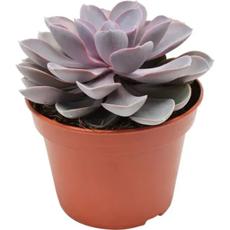 Echeveria 'Purple Pearl'