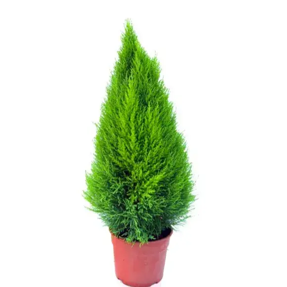 Cupressus Macro. 'Goldcrest Wilma' Pyramid Small_0
