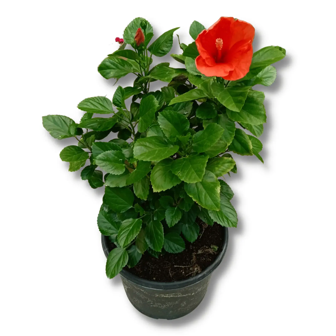 Hibiscus Red- Big