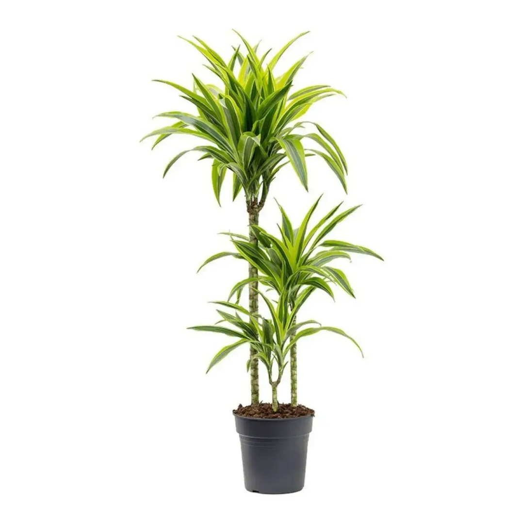 Dracaena 'Lemon-Lime'_0