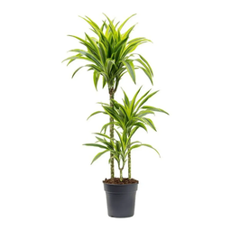 Dracaena 'Lemon-Lime'