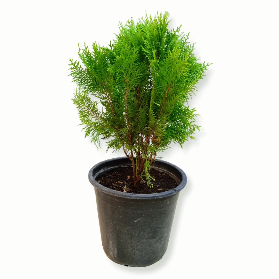 Thuja_0