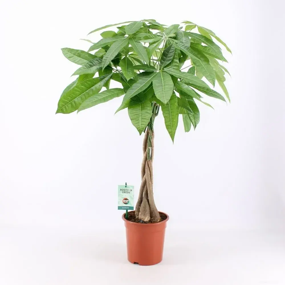 Money Tree_0