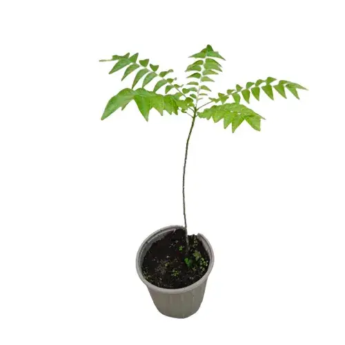 Curry Leaves Plant_0