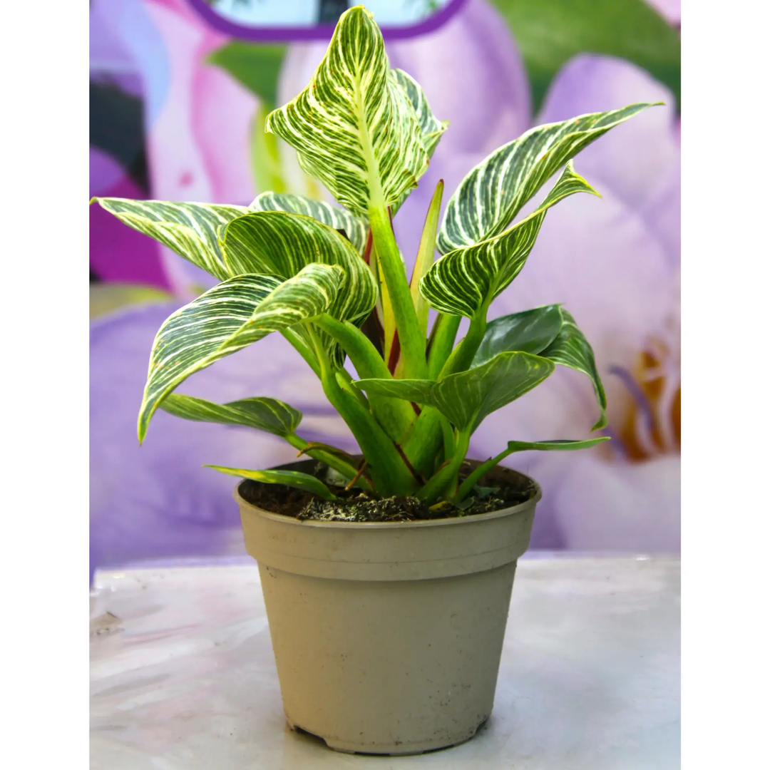Philodendron Birkin
