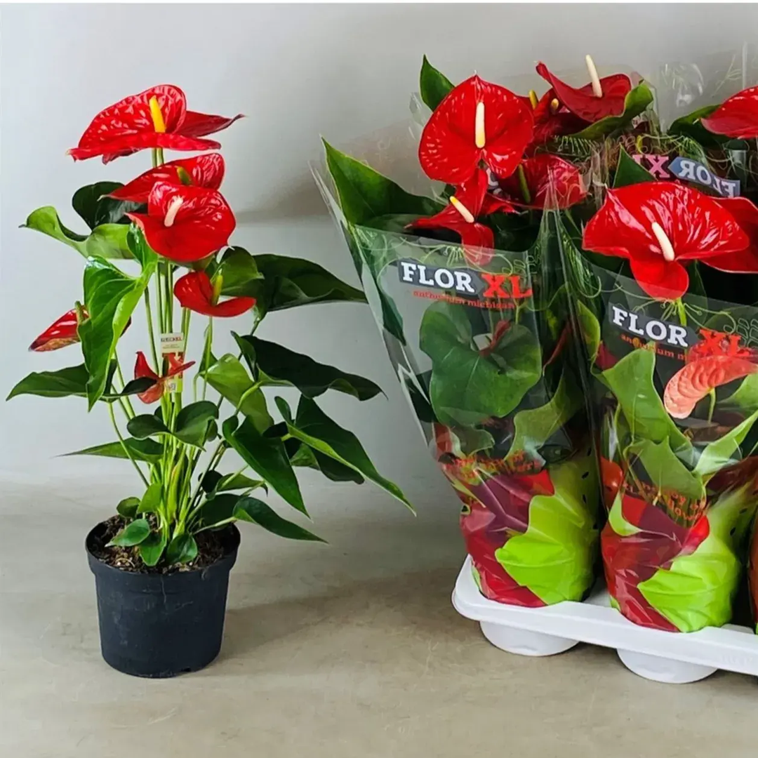  Anthurium Royal Red Small_0