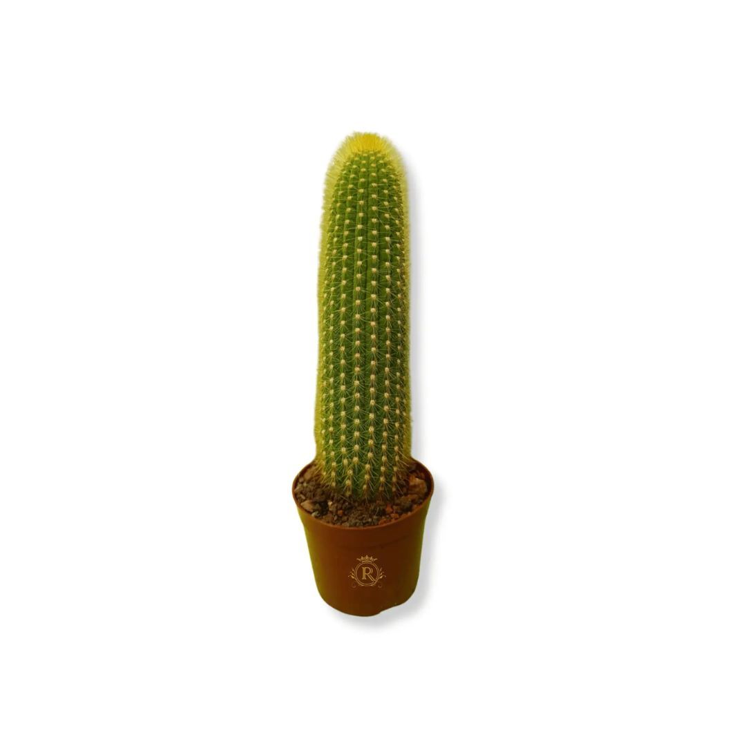 Cactus E 