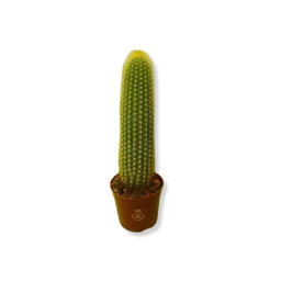 Cactus E 
