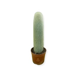 Cactus C 