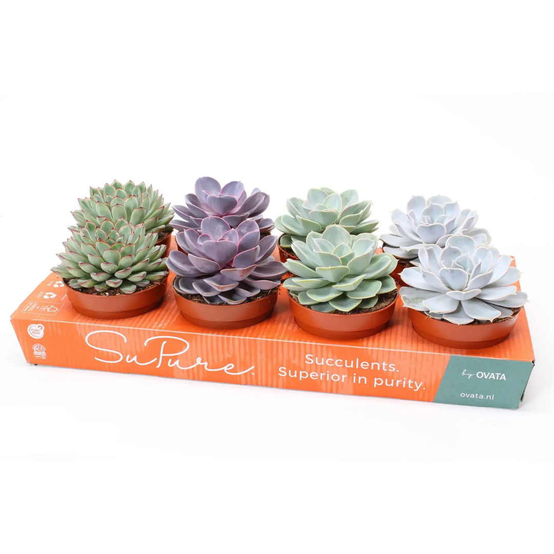 Echeveria Mix 1 piece_0