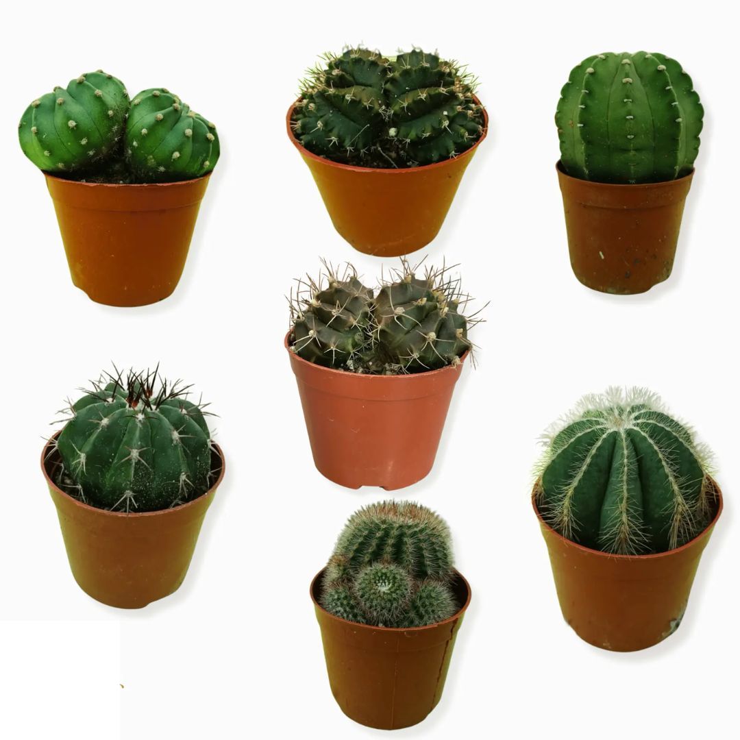 Cactus Mix Head 1 Piece