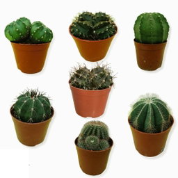 Cactus Mix Head 1 Piece
