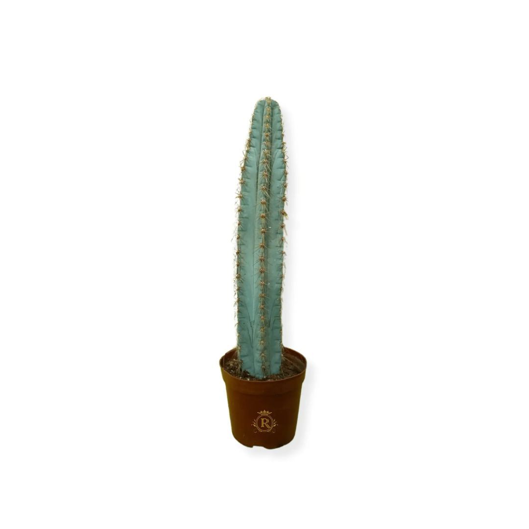 Cactus D