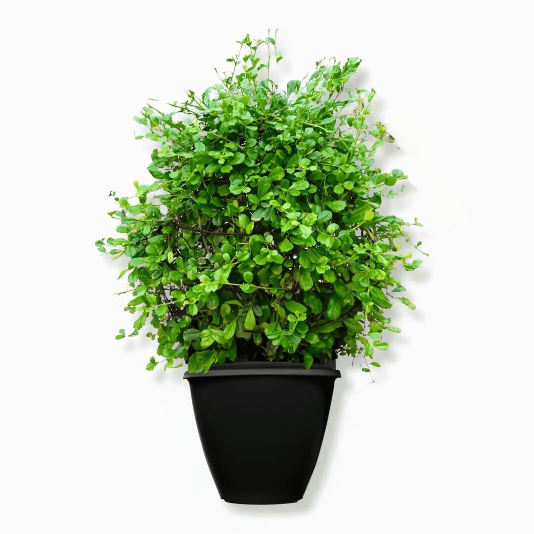 Ehretia Microphylla Ball shape_0