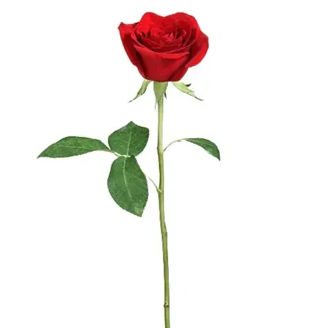 Red Rose_0