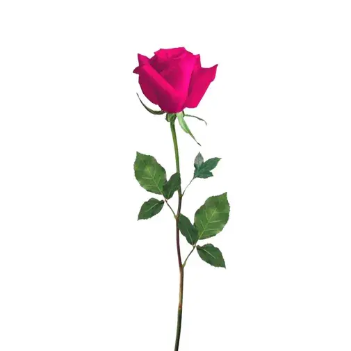 Pink Rose_0