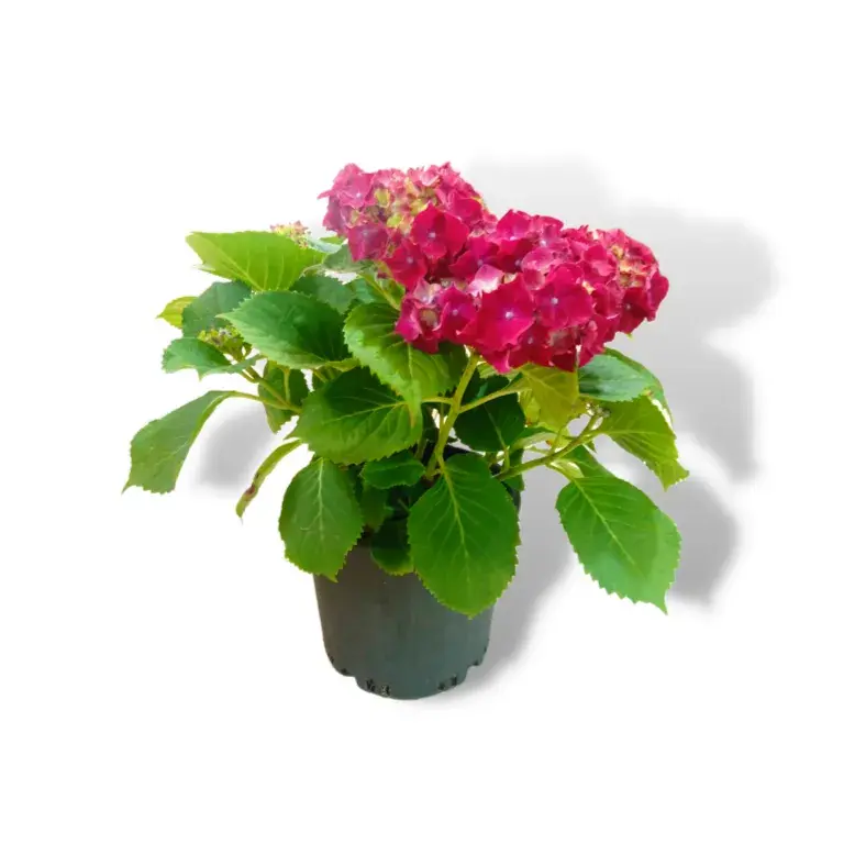 Hydrangeas - Pink_0