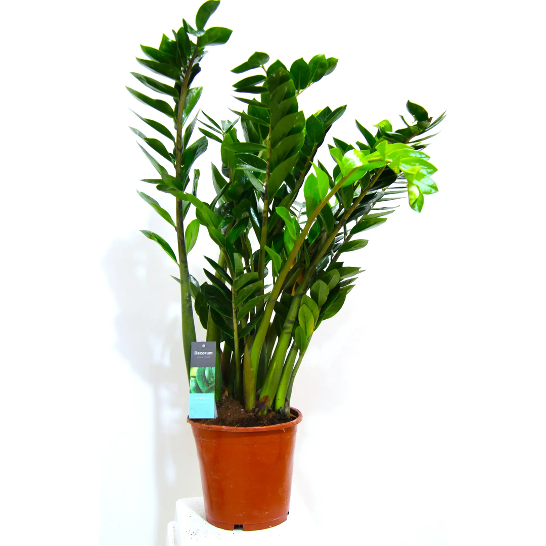 Zamioculcas Zamiifolia_0