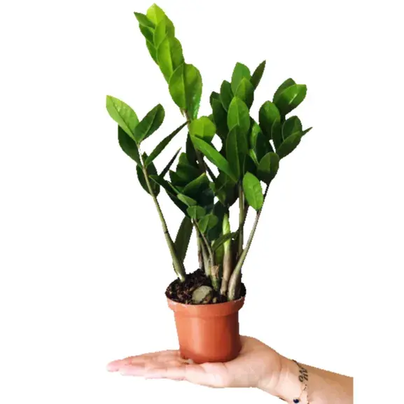 Zamioculcas Zamiifolia