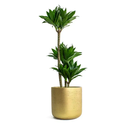 Dracaena Fragrans Compacta