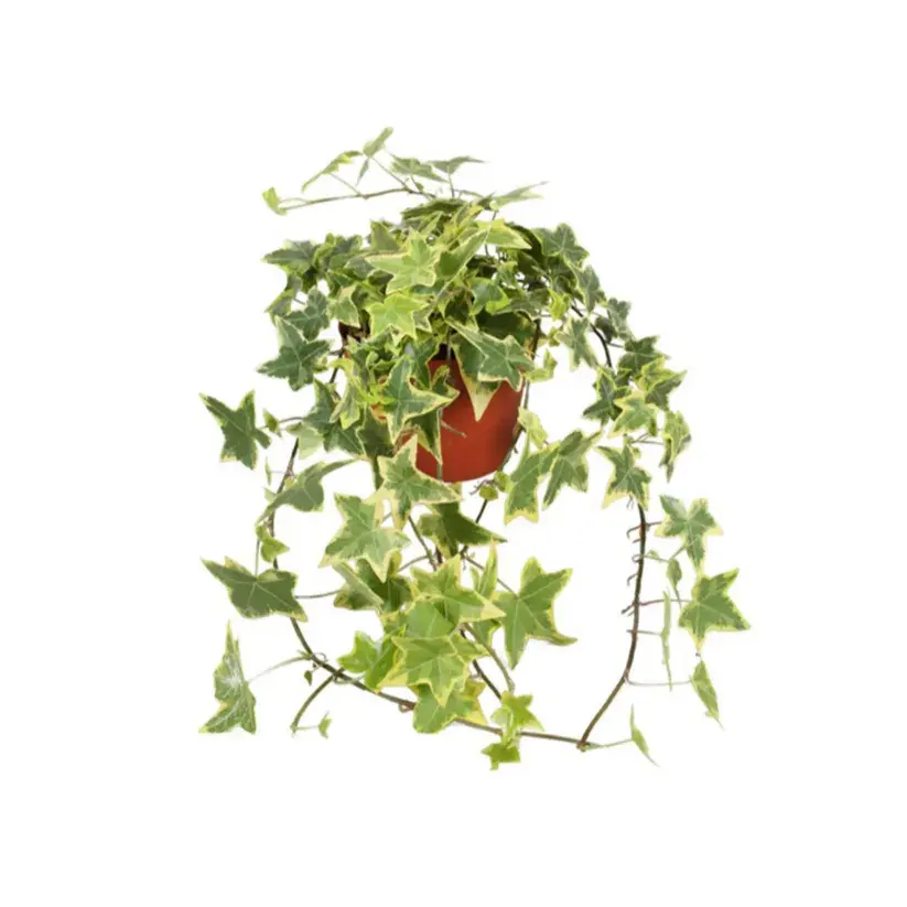 Hedera Helix Gold Child_0