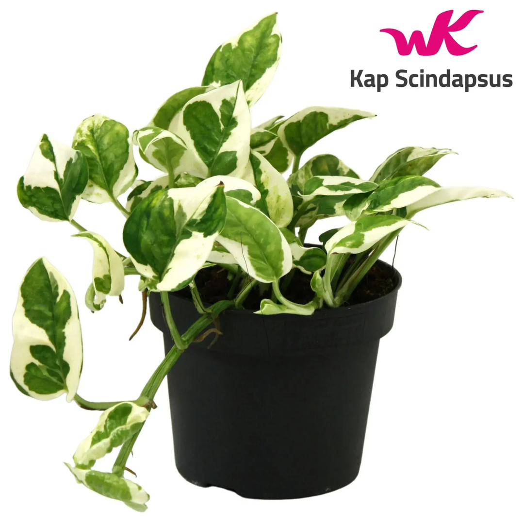 Money Plant Njoy