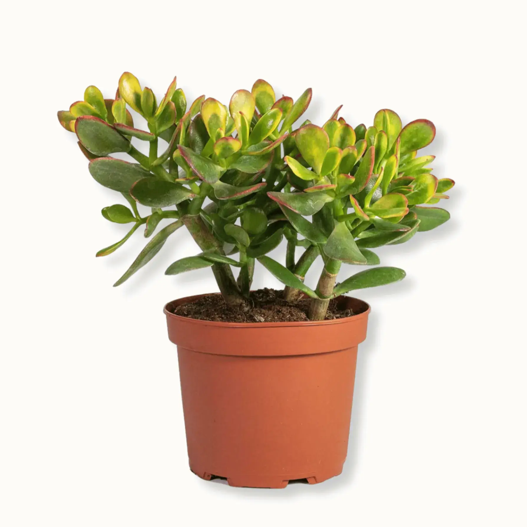 Crassula Sunset_0