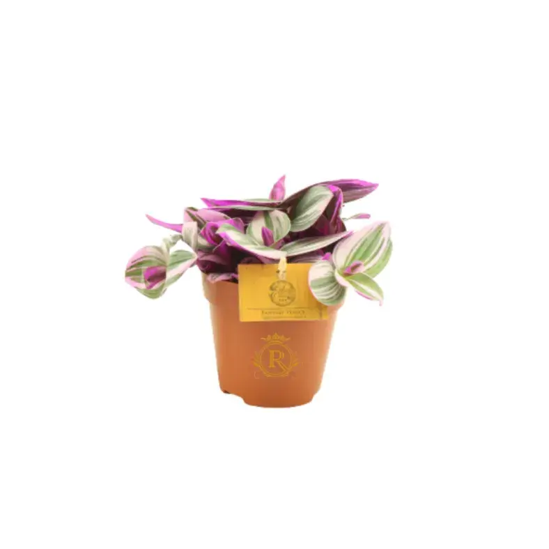 Tradescantia 'nanouk' Small_0