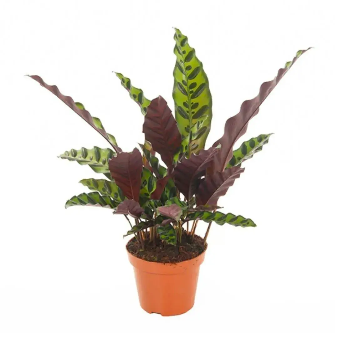 Calathea Lancifolia