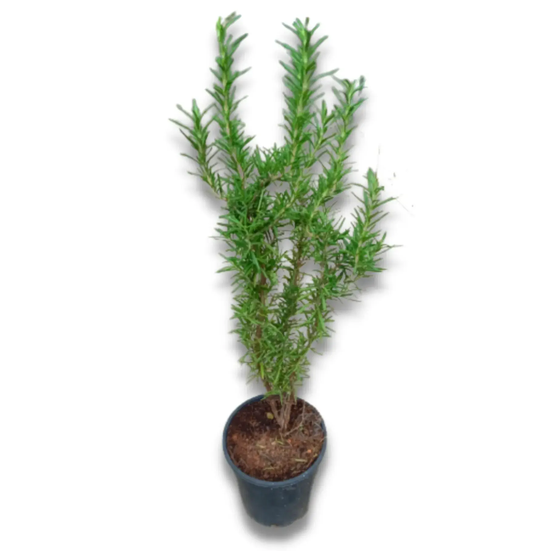 Rosemary_0