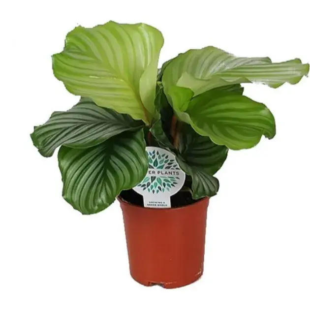 Calathea Orbifolia Small