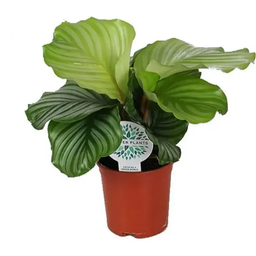 Calathea Orbifolia Small