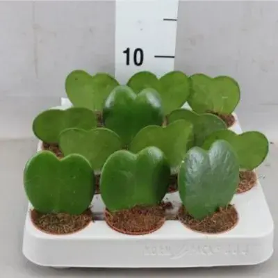  Sweetheart Hoya 1 piece