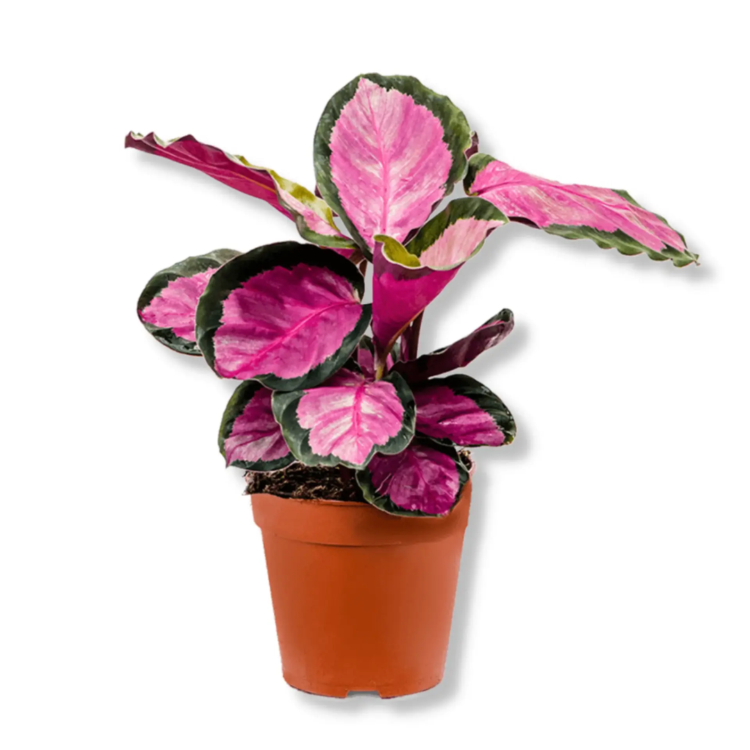  Calathea Roseopicta Rosy_0