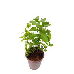 Mint Small 25 Pcs / Box