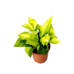 Money Plant 'Golden Pothos'