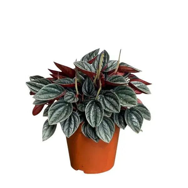 Peperomia Caperata Rosso Big_0