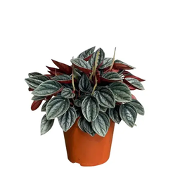 Peperomia Caperata Rosso Big