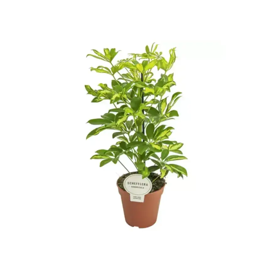 Schefflera Arboricola