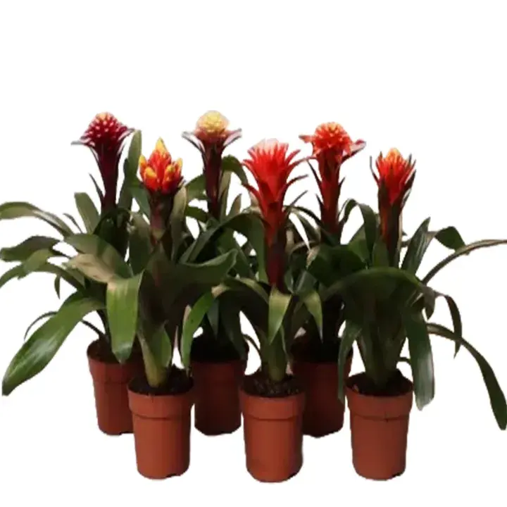 Guzmania Hope Info Mix Color 1 Piece_0