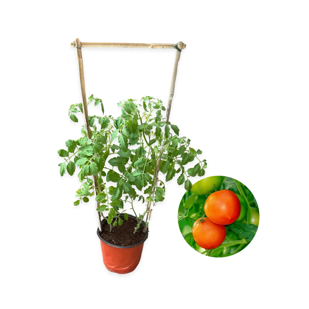 Tomato Plant Big