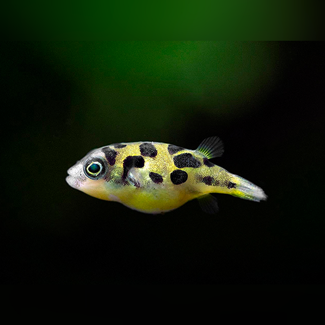 Pea Puffer