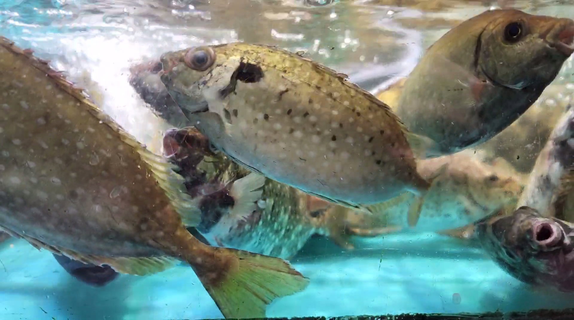 游水泥鯭魚🧊（約12兩）(已清洗及處理好)_1