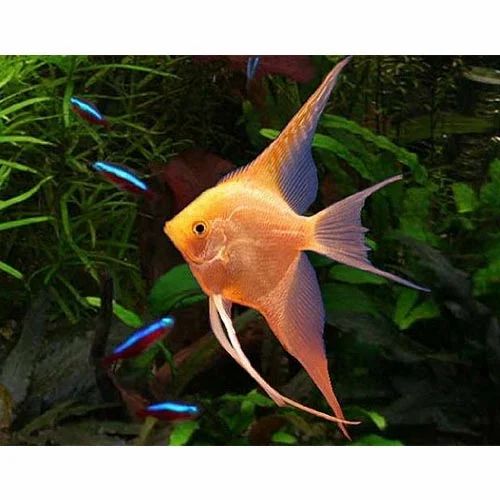 Angel Golden Veil Tail (3-4cm)