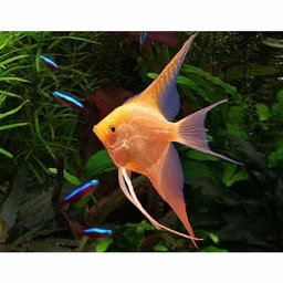Angel Golden Veil Tail (3-4cm)