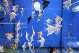 Assorted Angel (3cm) 