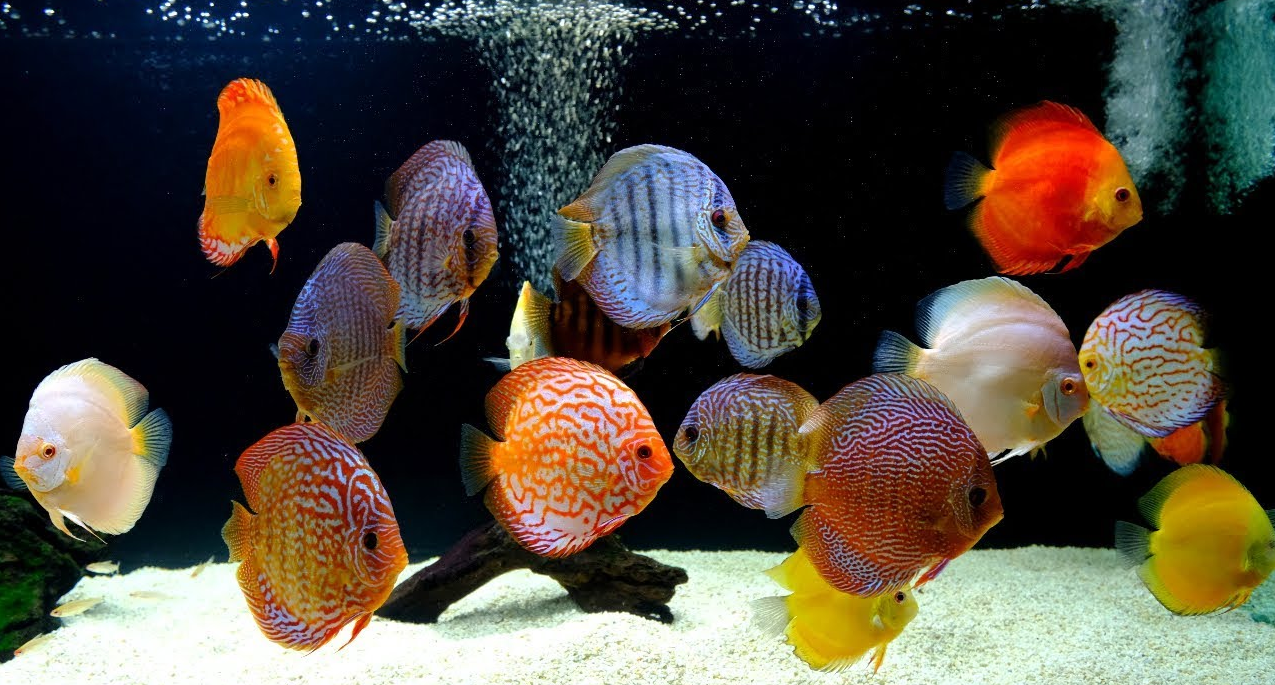 Assorted Discus (6-7cm)_0