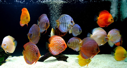 Assorted Discus (6-7cm)